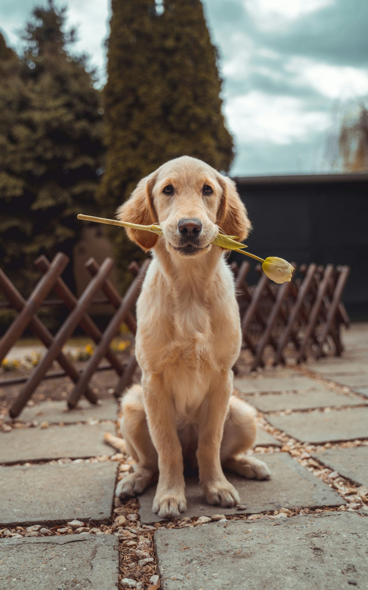 Golden retriever sitting with a flower, shown in full